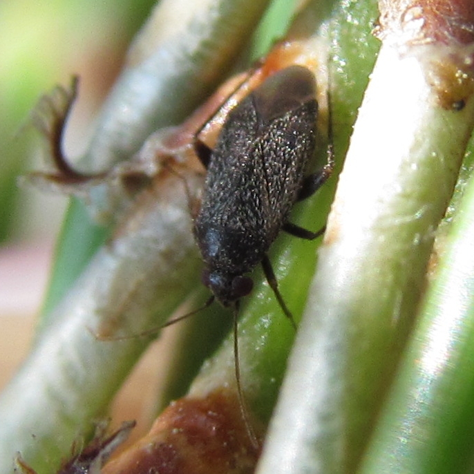 Miridae:Phoenicocoris obscurellus  -  Istanbul (Turchia)